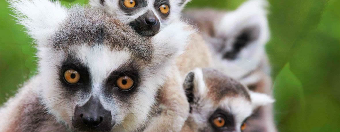 lemurs_ramartour_madagascar